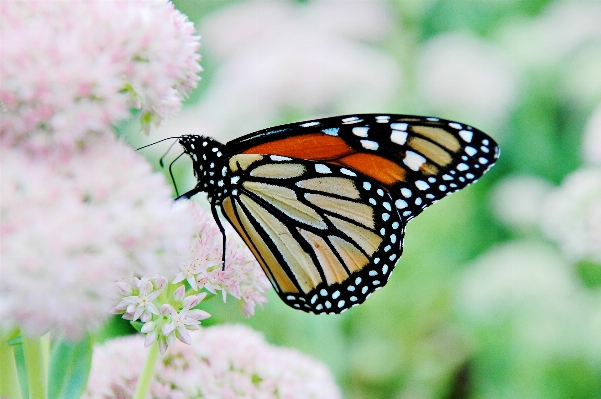 Nature wing flower wildlife Photo