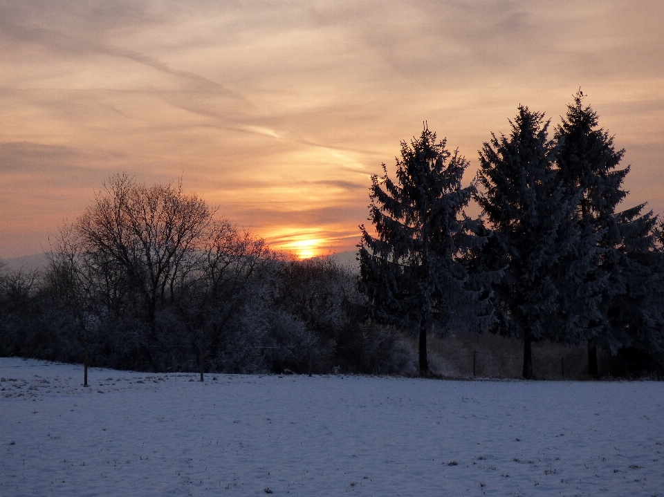 Paesaggio albero natura nevicare