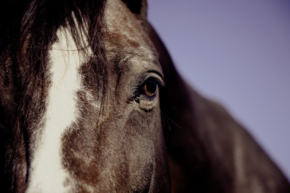 La photographie animal cheval mammifère