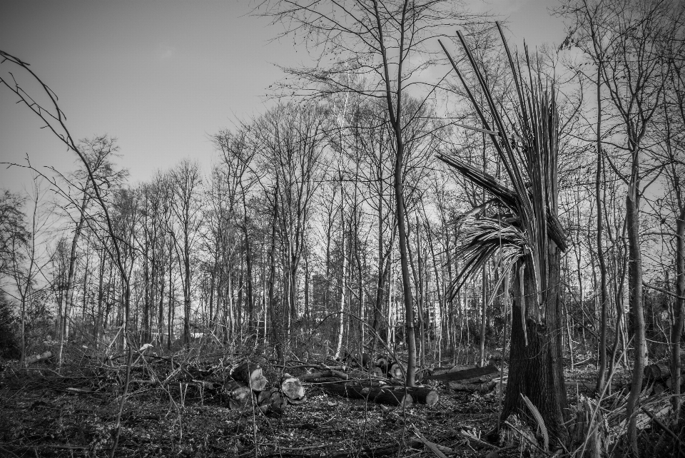 Lanskap pohon alam hutan