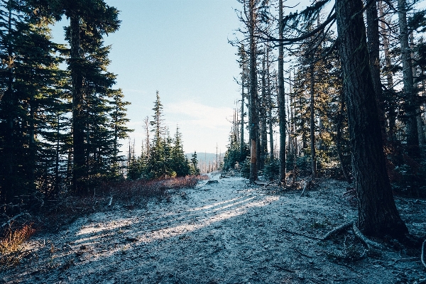 Landscape tree nature forest Photo