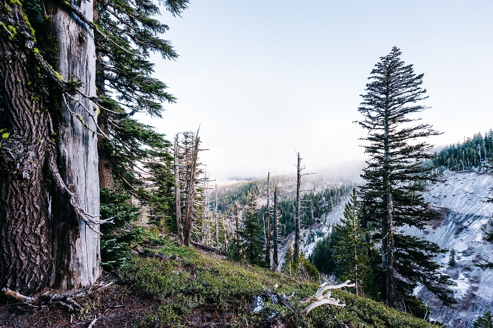 Paisaje árbol naturaleza bosque