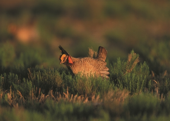 Nature grass bird ground Photo