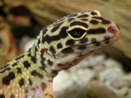 Photo Faune la biologie reptile fauna