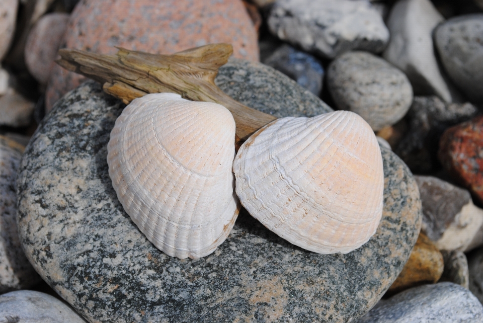 Playa rock piedra alimento