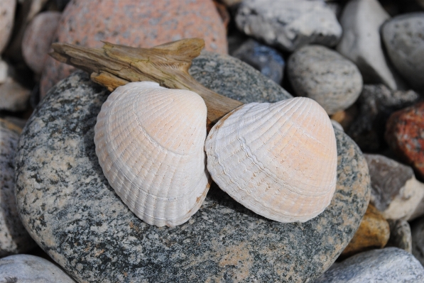 Beach rock stone food Photo