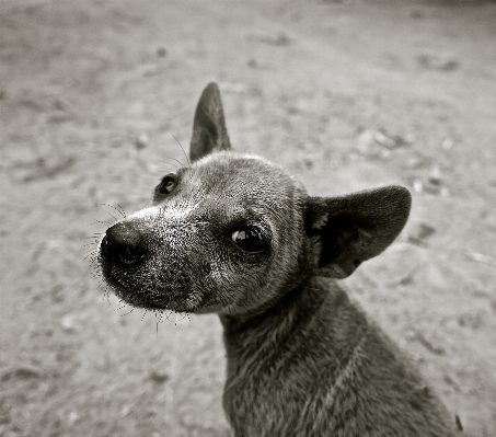 Foto Anak anjing imut-imut peliharaan