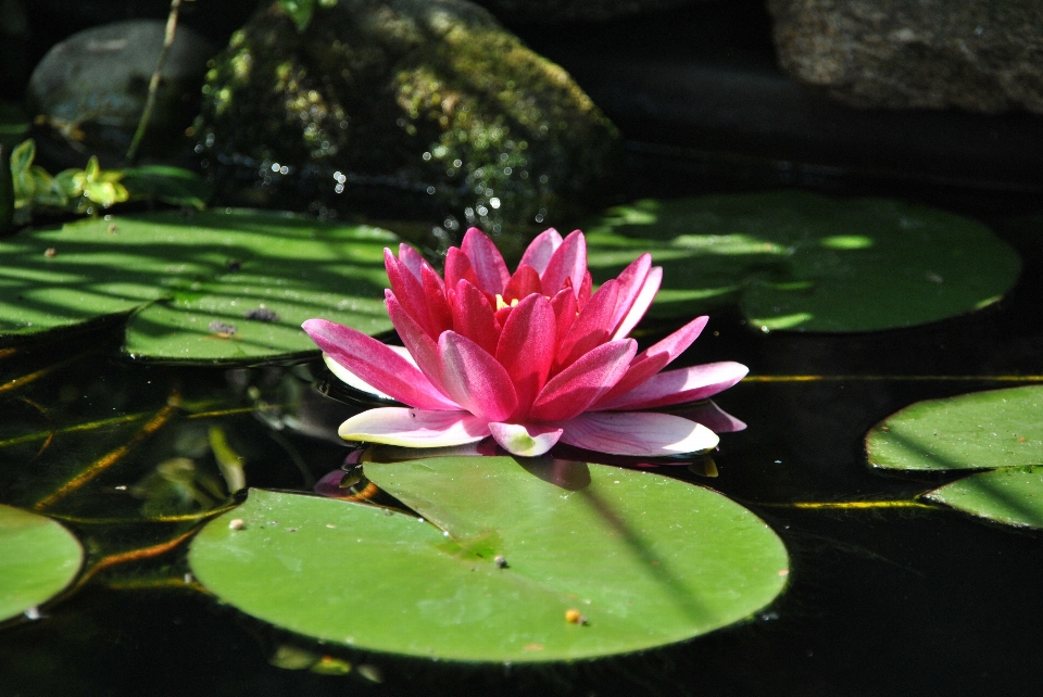 Agua naturaleza florecer planta