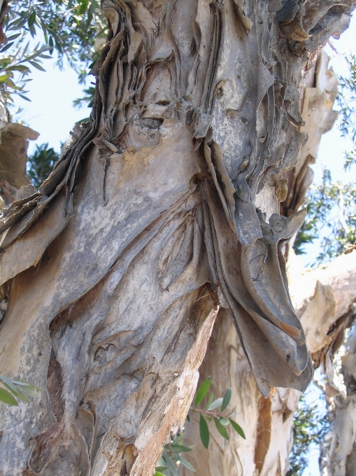 Albero ramo pianta legna