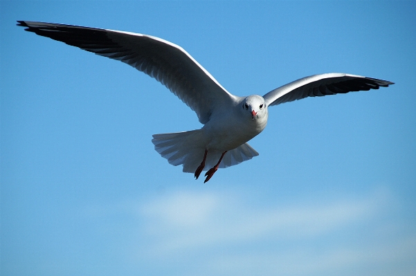 鳥 羽 海鳥
 カモメ
 写真