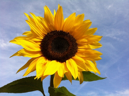 Foto Plantar céu campo flor