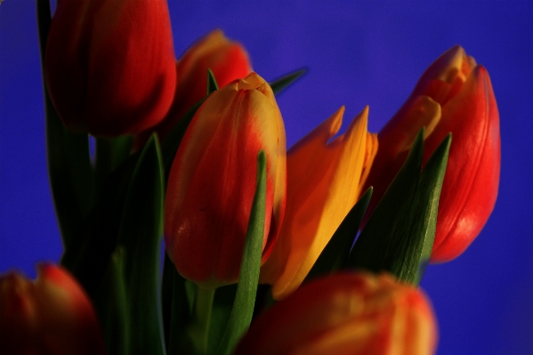 Nature blossom plant flower Photo