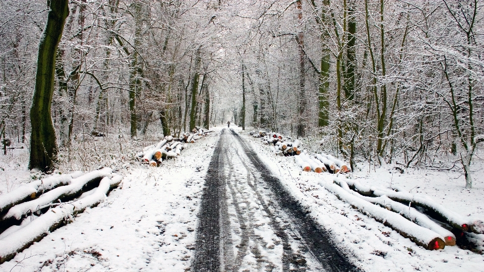 árbol bosque nieve invierno