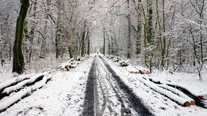 Foto árvore floresta neve inverno