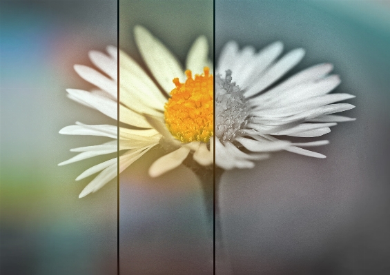 Nature blossom plant white Photo