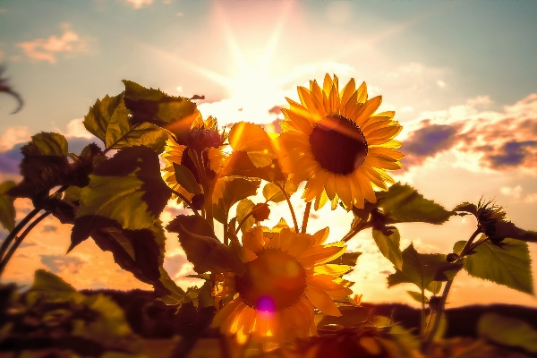 Nature blossom plant sunshine Photo