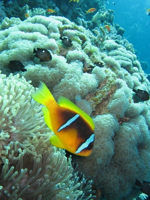 Underwater biology coral reef Photo