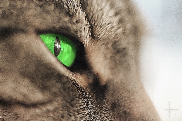 Animal pet portrait green Photo