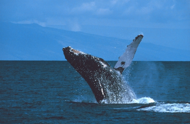 Sea ocean jumping spray Photo