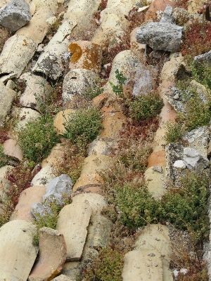 Rock plant flower old Photo