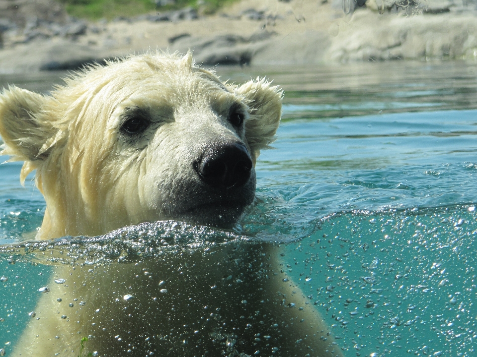 Water wet bear zoo