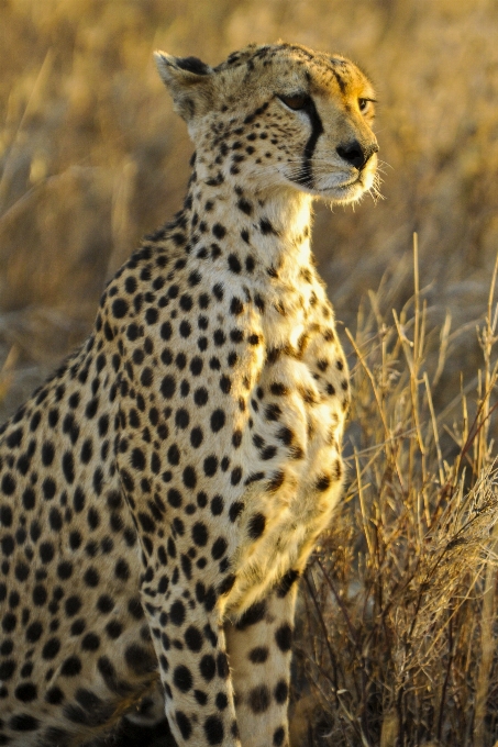 Animal wildlife sitting africa