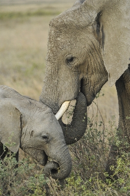 Nature adventure wildlife young Photo