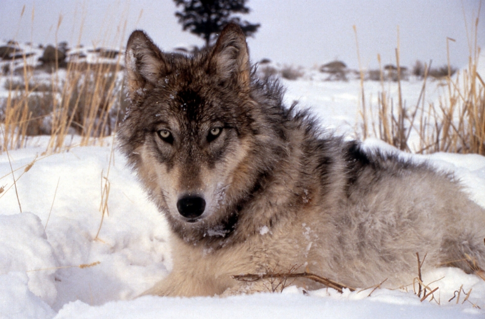 Natura śnieg zimno zima