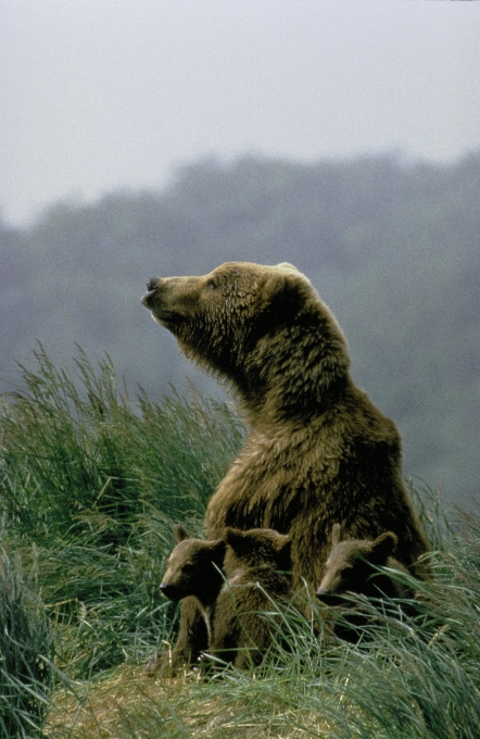 Natura zwierzę niedźwiedź dzikiej przyrody