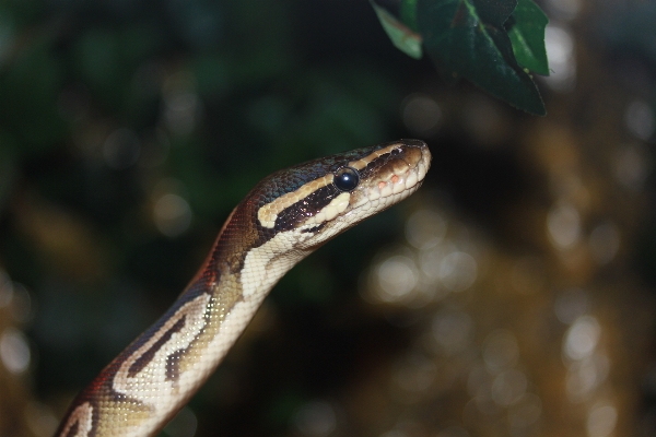 Nature branch wildlife golden Photo