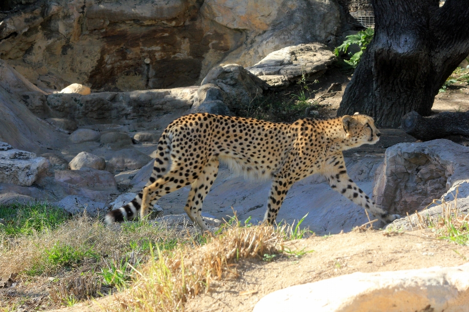 Caminando aventura animal fauna silvestre