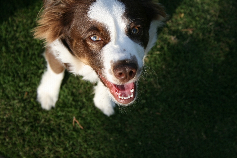 White dog animal cute