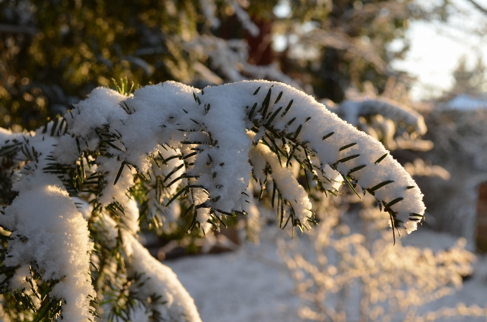 árvore natureza floresta filial