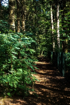 Landscape tree nature forest Photo