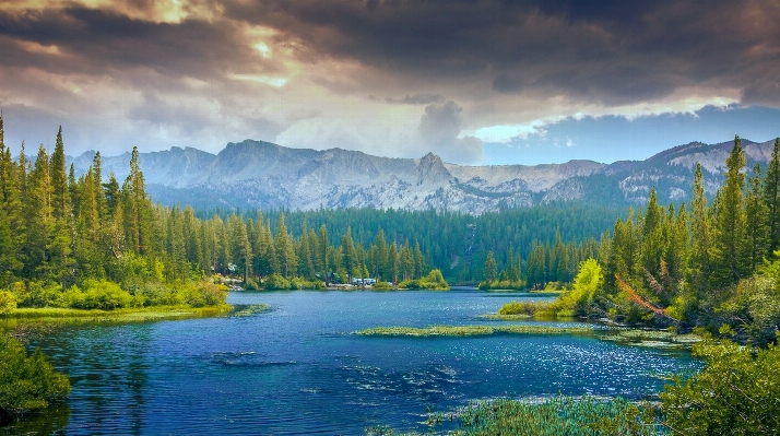 Landscape tree water forest Photo