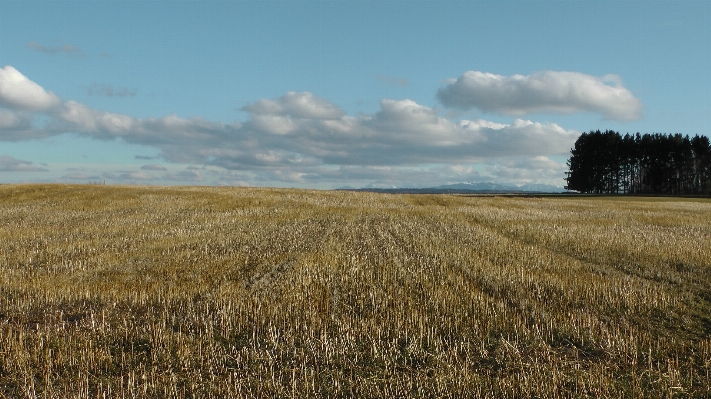 Nature grass horizon marsh Photo