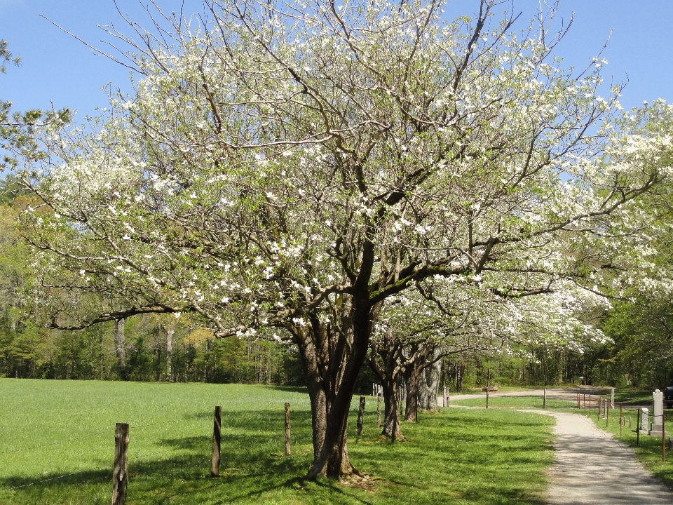 Paesaggio albero natura ramo