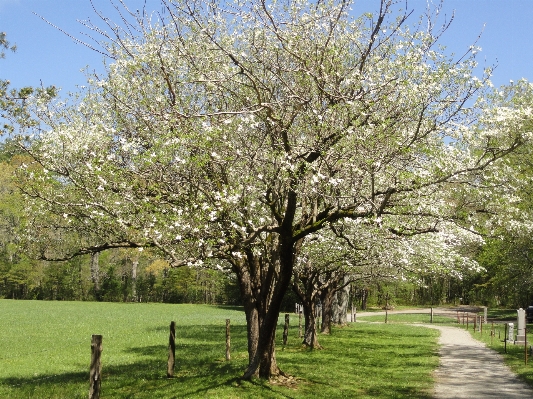 Landscape tree nature branch Photo