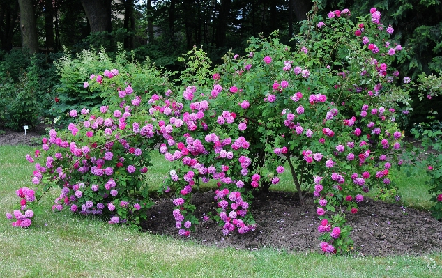 Blossom plant lawn flower Photo