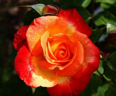 Blossom plant flower petal Photo