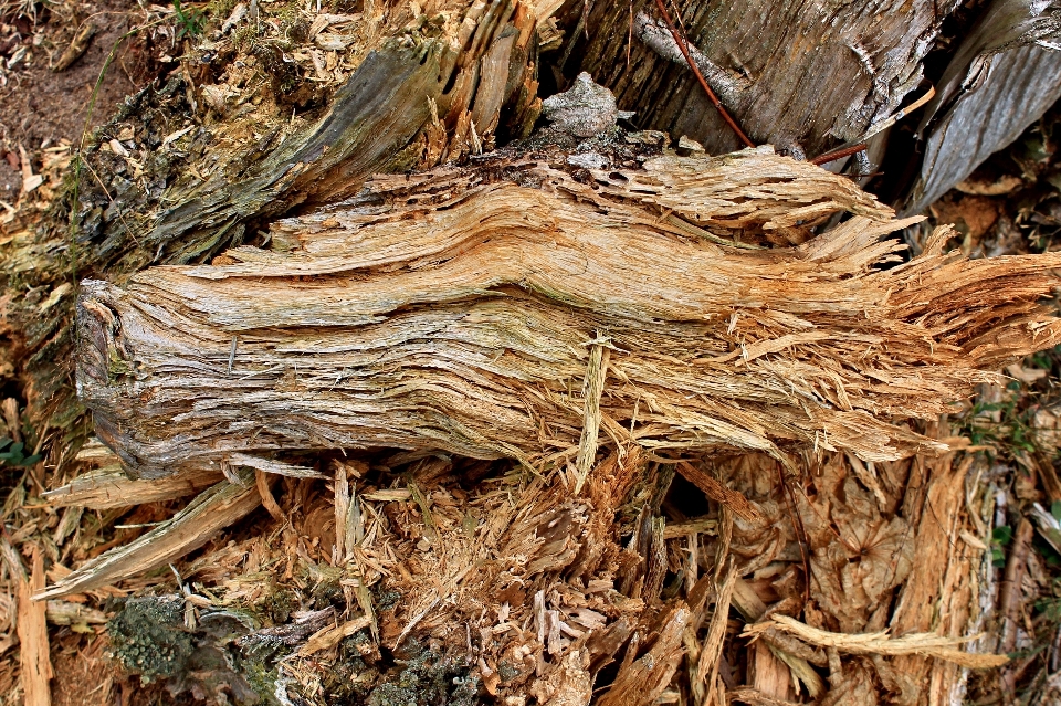 Drzewo natura las oddział