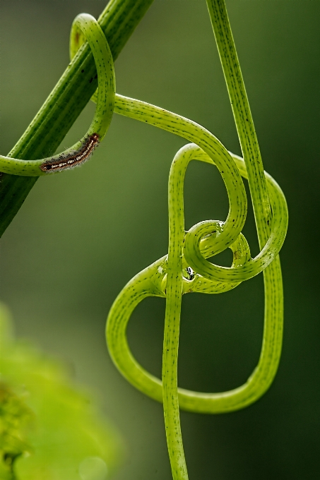 Nature grass branch growth