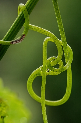 Nature grass branch growth Photo