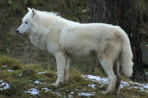 Nature forest white canine Photo