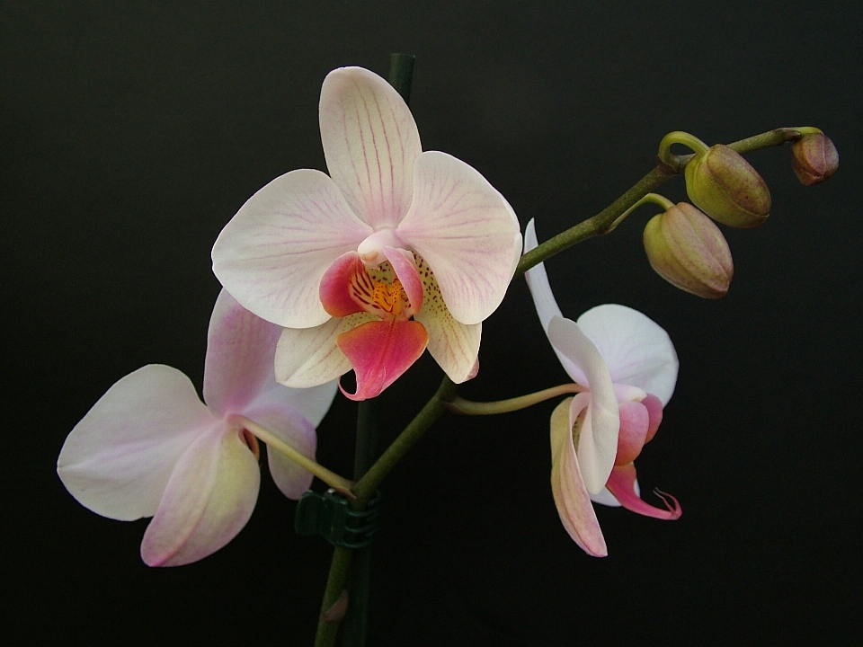 Nature blossom plant white