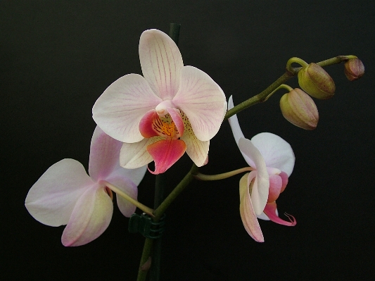 Nature blossom plant white Photo