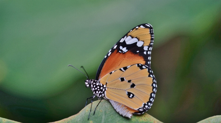 Nature wing photography flower Photo