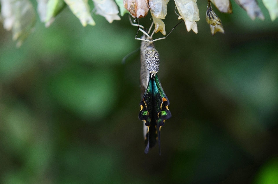 Natura ramo ala pianta