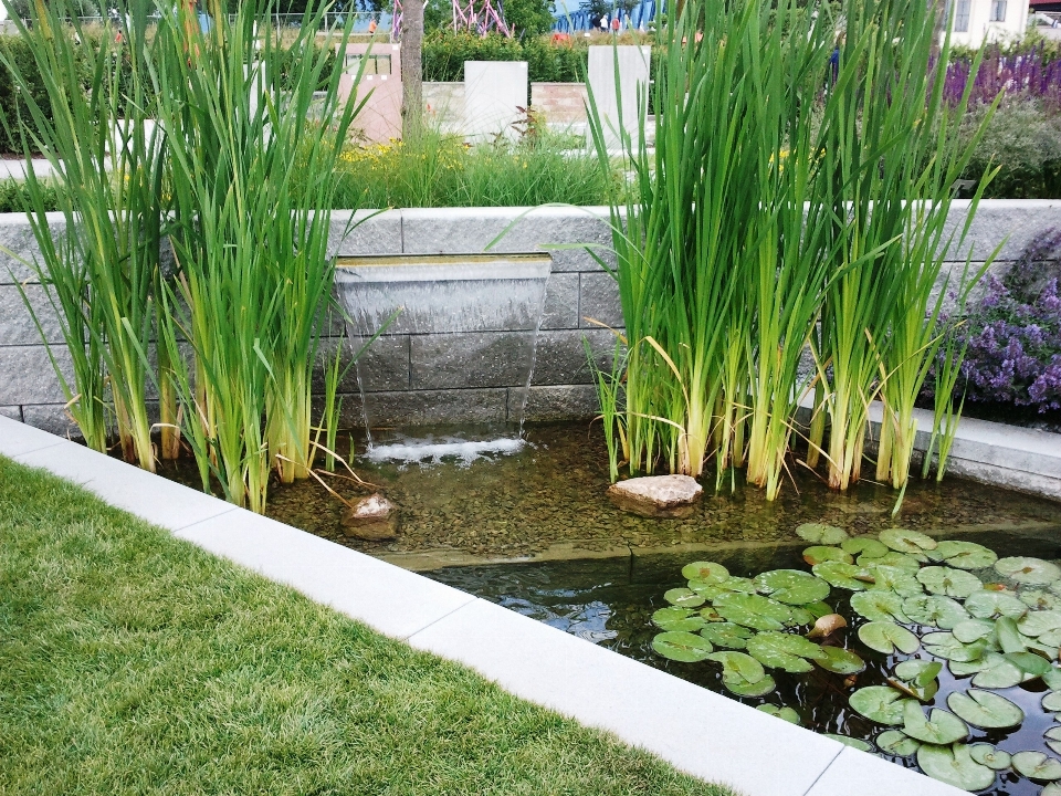 Grass lawn flower walkway