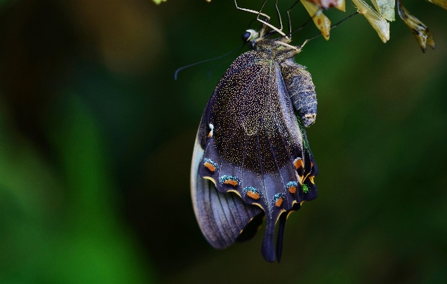 Nature wing photography leaf Photo